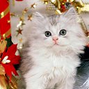 ���� Kosstikl, �����������, 54 ���� - ��������� 27 ������ 2011 � ������ ������� � ...�