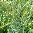 ���� ������, ������, 52 ���� - ��������� 1 ������� 2011 � ������ �������