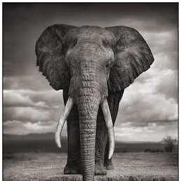 ���� (������), ������ ���, 63 ����