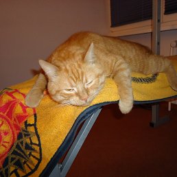 ���� Konstantin, ������ - ��������� 1 ������� 2012