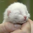 ���� ����� - ���������� ��������!!!, �����������, 56 ��� - ��������� 31 ������� 2009 � ������ �����Ȼ