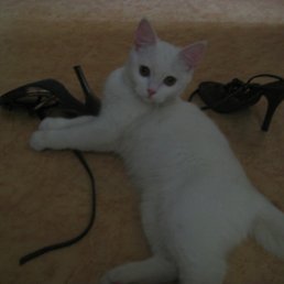 ���� ���, ������, 85 ��� - ��������� 31 ���� 2011