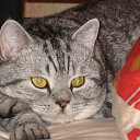 ���� �����, ������, 49 ��� - ��������� 8 ������� 2010 � ������ �������