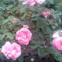 ���� Alfisa, ��� - ��������� 19 ���� 2013