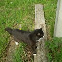 ���� K��k�, ������ ��������, 35 ��� - ��������� 3 ������� 2010 � ������ �my Cat�