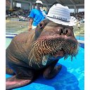 ���� ����� - ���������� ��������!!!, �����������, 56 ��� - ��������� 4 ������� 2009 � ������ ����������� :-)�