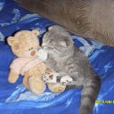  ,  , 33  -  27  2011    