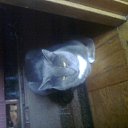 ���� Gintasxxx, ������, 62 ���� - ��������� 6 ���� 2012 � ������ ����