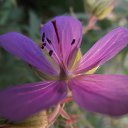 ���� �������, ���������, 41 ��� - ��������� 13 ������� 2011 � ������ �������