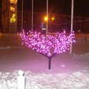 ���� �����, ������, 24 ���� - ��������� 8 ����� 2012 � ������ �PetLove�
