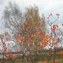 ����������-��������� �� ������� �������� �������