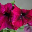 ���� ���������, �����������-��-�����, 59 ��� - ��������� 23 ������� 2012