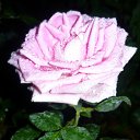 ���� ��������, ������ - ��������� 23 ������� 2010 � ������ �������