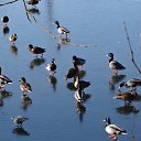 ���� � ������� �� �. ����� �� ������� ������