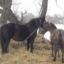 ���� � ������� �� ������� ���� ����������