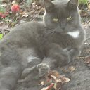 ���� ��������, �������, 72 ���� - ��������� 10 ������� 2013 � ������ ���� ����������