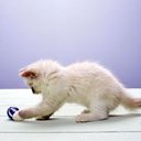 ���� �������., ʸ���, 78 ��� - ��������� 10 ������� 2013 � ������ ���� ����������