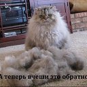 ���� ����, ������, 43 ���� - ��������� 10 ������ 2013 � ������ ���� ����������
