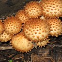 ���� �����, ���, 64 ���� - ��������� 20 ������� 2014 � ������ ���� ����������