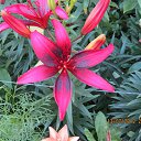 ���� �������, �����������, 53 ���� - ��������� 12 ������ 2013 � ������ ���� ����������