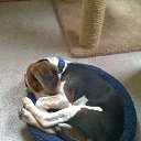 ���� �����, ������, 54 ���� - ��������� 25 ������� 2014 � ������ �FunnyAnimals�