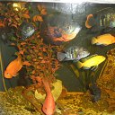 ���� I_cub_so_rush, ������, 40 ��� - ��������� 1 �������� 2013 � ������ �������