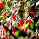  Loseff Yurij, , 63  -  21  2014       google+