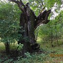 ���� ����, ����������� - ��������� 8 ������� 2013 � ������ ��� �����