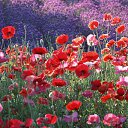 ���� �����, ��������, 38 ��� - ��������� 15 ������ 2013 � ������ ����� ��� ����))))�