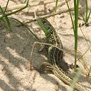 ���� �����, ������-��-����, 60 ��� - ��������� 10 ����� 2014 � ������ ���� ����������