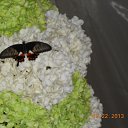 ����������� ������� �� ������� ���� ����������