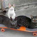 ���� �����, ������, 53 ���� - ��������� 7 �������� 2013 � ������ ������ ��������
