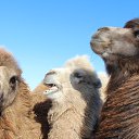 ���� �������, ������, 68 ��� - ��������� 10 ����� 2014