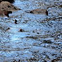 ���� Svann, ���������, 71 ��� - ��������� 18 �������� 2013 � ������ �������� �����