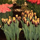 ���� Tim, ��������� - ��������� 25 ������ 2013 � ������ �������