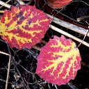 ���� �����, �����, 64 ���� - ��������� 30 ������ 2013 � ������ ��Ψ�