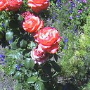 ���� ����������, ������ ����� - ��������� 17 ������� 2014 � ������ ���� ����������