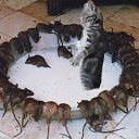 ���� �������, ������ ��������, 44 ���� - ��������� 11 ������� 2014 � ������ ���� ����������