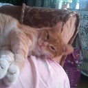 ���� ����, ������, 44 ���� - ��������� 1 ������� 2014 � ������ ���� ����������