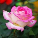 ���� �����, �����������, 48 ��� - ��������� 7 ������� 2013 � ������ ���� ����������