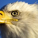 ���� ���������, ������, 63 ���� - ��������� 15 ������ 2013 � ������ ���� ����������