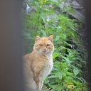 ���� Svann, ���������, 71 ��� - ��������� 15 �������� 2013 � ������ �������� �����
