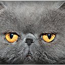 ���� ��������, ������� - ��������� 4 ������� 2013 � ������ ���� ����������