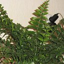 ���� Kisa, ��������������, 42 ���� - ��������� 21 ������� 2013 � ������ ������ �����������...�