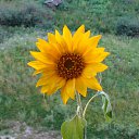 ���� ��������, �����-��������� - ��������� 21 �������� 2013 � ������ ���� ����������