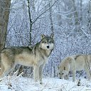 ���� Tarik, ���� - ��������� 27 ������ 2014 � ������ ���� ����������