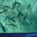 ���� ������, �����������, 66 ��� - ��������� 2 �������� 2013 � ������ ���� ����������