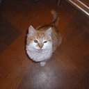 ���� ������, �����������, 35 ��� - ��������� 26 ������ 2014 � ������ �PetLove�