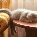 ���� �������, ������, 68 ��� - ��������� 10 ����� 2014 � ������ ���� ����������