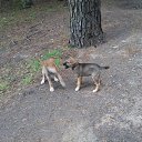 ���� ���������( �� �������), ��������� - ��������� 10 �������� 2013 � ������ ������� � ������ �����.�